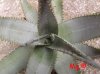 aloe ferox (2) (800 x 600).jpg