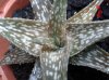 Aloe saponaria (2) (800 x 600).jpg