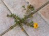 Portulaca nel pavimento 2014.jpg Portulaca nel pavimento 2014.jpg