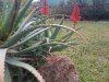 aloe arborescens.jpg