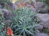 Aloe Arborescens.jpg