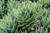 Aloe Brevifolia.jpg
