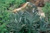 Aloe Variegata.jpg