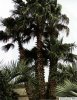 Washingtonia-filifera.jpg