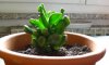 crassula ovata gollum (600 x 361).jpg