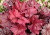 heuchera-fire-chief.jpg