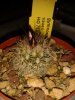 Gymnocactus saueri.jpg