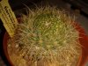 Notocactus arechavaletai.jpg