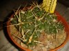 Theprocactus rossianus.jpg