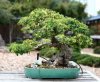 Bonsai_ligustrum_324x268.jpg