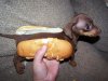 Hot_Dog.jpg