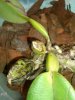 orchidea2.jpg