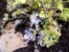 Heuchera 1.jpg