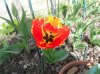 tulipa 4.jpg