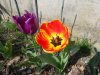 tulipa 2.jpg