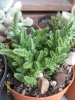 crassula lycopodioides.jpg