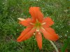 Hippeastrum striatum.jpg