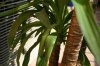 yucca5.jpg