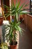 yucca4.jpg