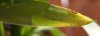 yucca3.jpg