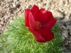 Paeonia tenuifolia.jpg