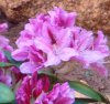 rododendro.jpg rododendro.jpg