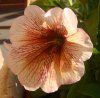 petunia.jpg