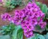 bergenia2.jpg