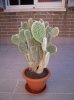 DSCN4900.jpg DSCN4900.jpg
