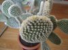 DSCN4905.jpg