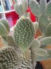 DSCN4906.jpg