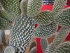 DSCN4908.jpg