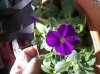 SP_A0100.jpg