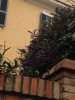 Pianta fiori viola.jpg