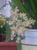 Oncidium twinkle.jpg