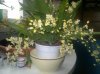 Oncidium Twinkle 2.jpg