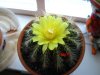 parodia magnifica (f) (600 x 450).jpg