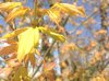 IMG_0621.jpg