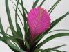 Tillandsia-cyanea.jpg