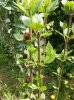 Calcanthus floridus 2015 2.jpg Calcanthus floridus 2015 2.jpg
