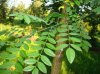 7577-Sophora japonica blad-_big.jpg