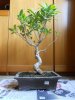 Ficus Retusa 01.jpg