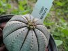 euphorbia_obesa.jpg