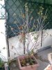 foto0078.jpg