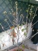 foto0077.jpg