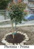 Photinia prima.jpg