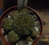 copiapoa.jpg