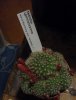 rebutia spinosissima.jpg
