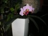 orchidearosa-1.jpg