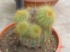 cactus rinato.jpg